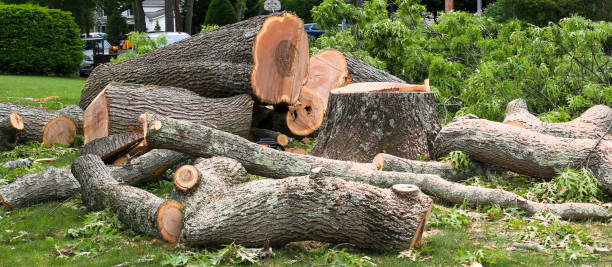 Professional Tree Care in Fort Rucker, AL