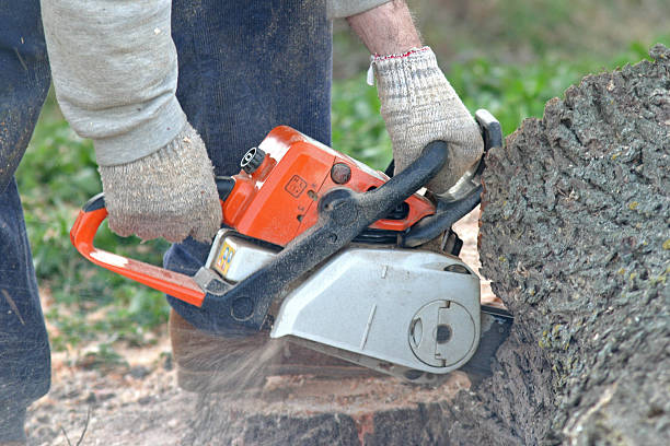 Tree and Shrub Care in Fort Rucker, AL