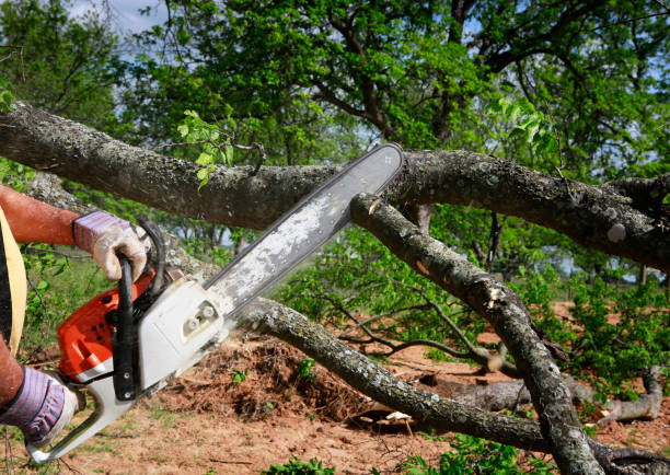 How Our Tree Care Process Works  in  Fort Rucker, AL
